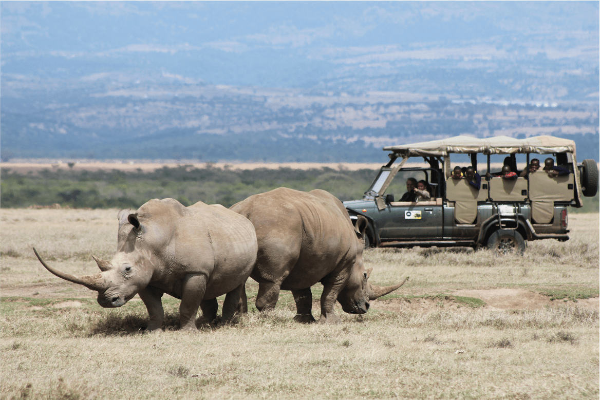 Cómo Elegir el Mejor Safari en Tanzania